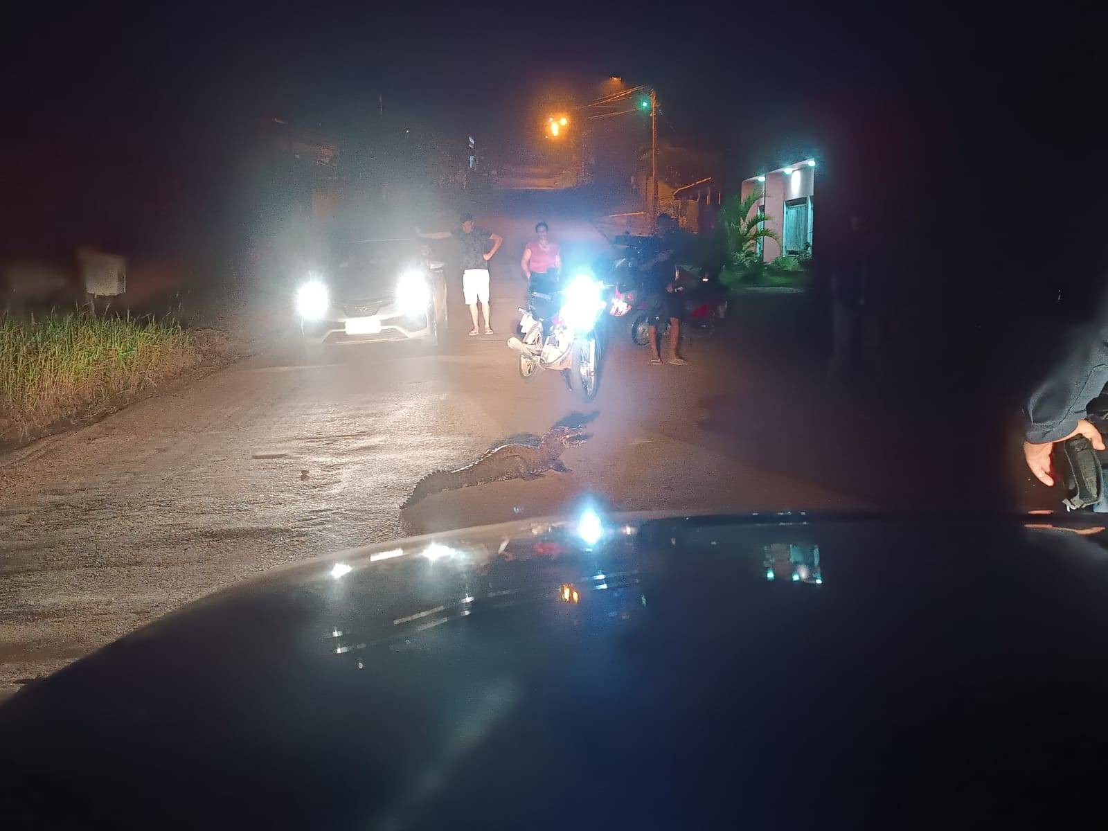 ASSISTA VÍDEO: jacaré é laçado por moradores andando na rua em Colorado do Oeste