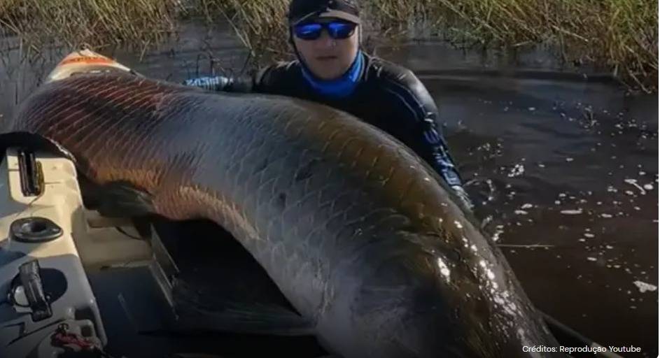 ASSISTA VÍDEO: youtuber que havia fisgado peixe gigante em rio de Rondônia bate recorde com outro pirarucu