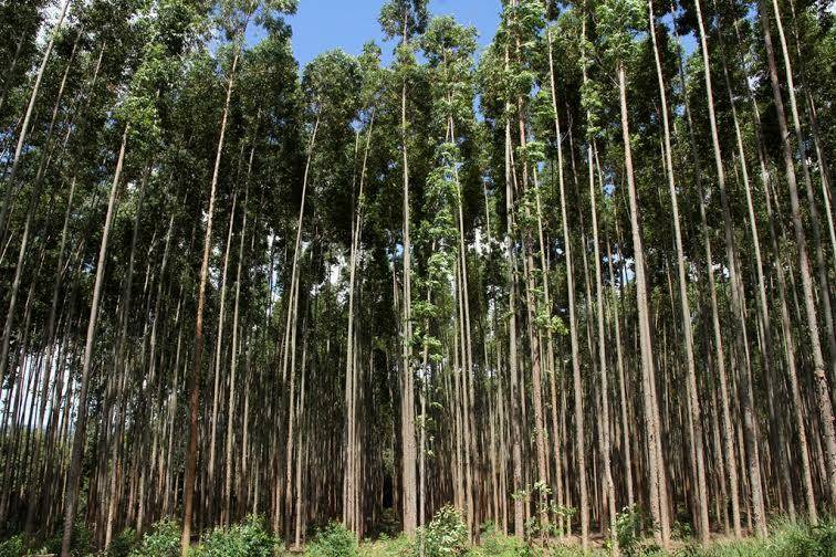 Governo de Rondônia adere ao Plano ABC+, agricultura de baixa emissão de carbono