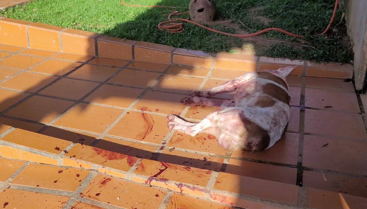 Após menino de 07 anos ser atacado e ficar gravemente ferido, policiais abatem pit bulls a tiros em cidade de Rondônia