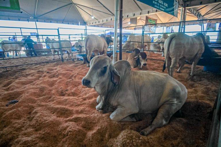 Manutenção de área livre de febre aftosa sem vacinação será tema do fórum na 10ª Rondônia Rural Show Internacional