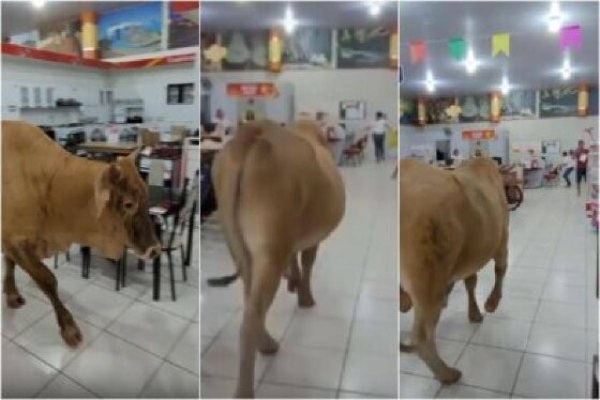 ASSISTA VÍDEO: em cidade de MT, boi invade loja de eletrodomésticos e assusta funcionários