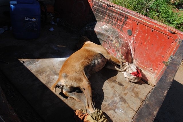 Animais mortos são jogados pelos próprios donos nas ruas de Vilhena
