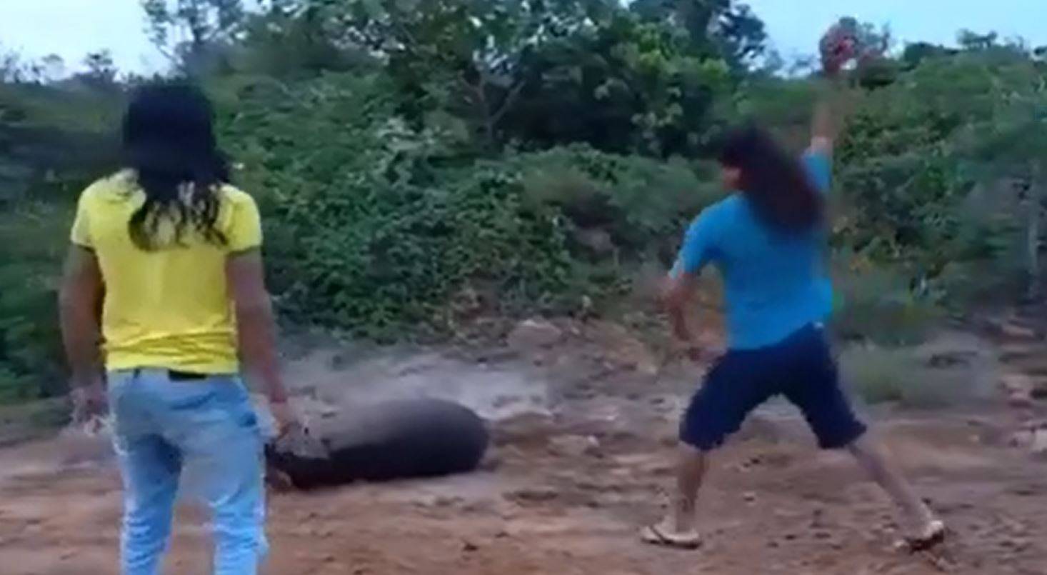 ASSISTA VÍDEO: indígenas matando anta a pedradas gera revolta em Vilhena; animal aparentava ser filhote