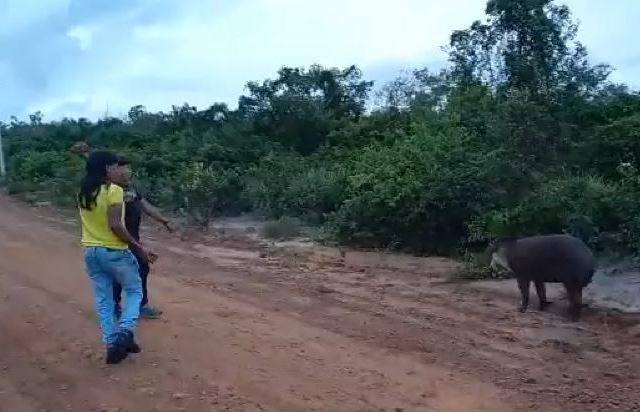 ASSISTA: após revolta da população com morte de anta a pedradas, indígena grava vídeo e comenta o caso