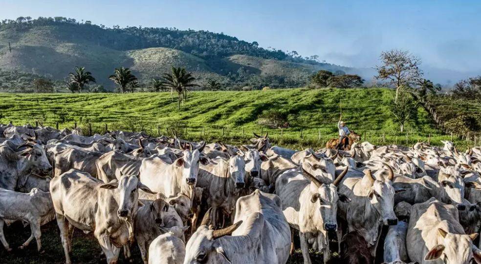 Censo do IBGE revela que Rondônia tem quase 10 cabeças de gado para cada morador; número é o maior do Brasil
