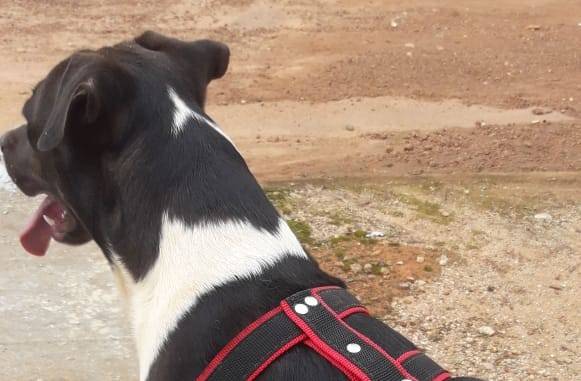 Pai de garotinha de 02 anos violentamente atacada por cadela pit bull em Vilhena decide doar o animal: “é muito perigoso”