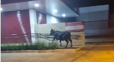 ASSISTA VÍDEO: bois são filmados na principal avenida de Vilhena, chegam à BR 364 e PRF é acionada para evitar acidentes