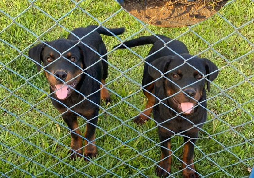 ASSISTA VÍDEO: quatro ladrões invadem empresa em Vilhena e fogem levando cães que eram usados para vigiar o local