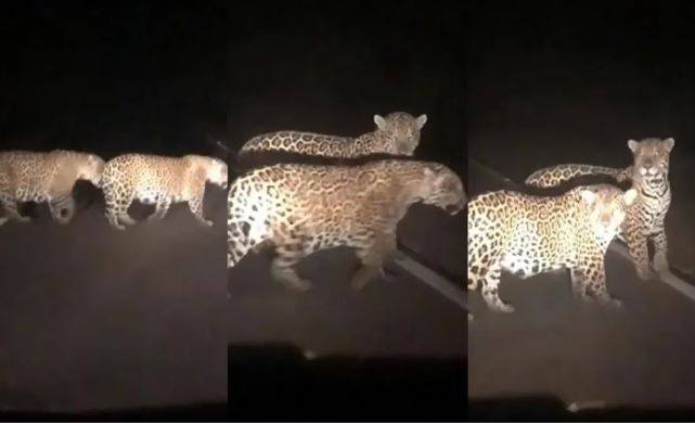 Vídeo postado em grupo de taxistas espalha fake news sobre onças no Cone Sul; leitor mostra que animais foram filmados em MS