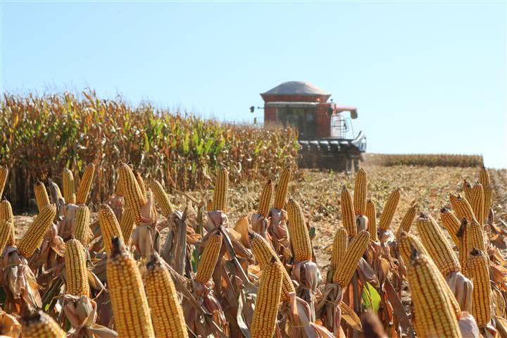 Em Rondônia, segundo maior produtor de milho da região Norte, área plantada aumenta mais de 20%