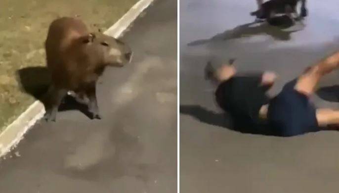 ASSISTA: vídeo que mostra homem sendo atropelado por capivara em parque de MT atinge milhões de visualizações no Tik-Tok