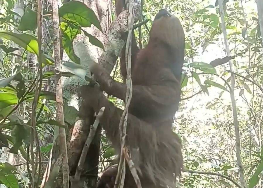 Capturados na zona urbana de Vilhena quando fugiam de queimadas, animais silvestres são soltos em áreas de mata preservada