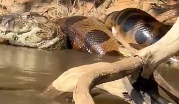 ASSISTA: viraliza vídeo que mostra luta mortal entre sucuri e jacaré, mas piloteiro não confirma que cena aconteceu no rio Guaporé