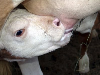 Promotores de RO incorporam “bolsa-aluguel” ao salário e estouram teto