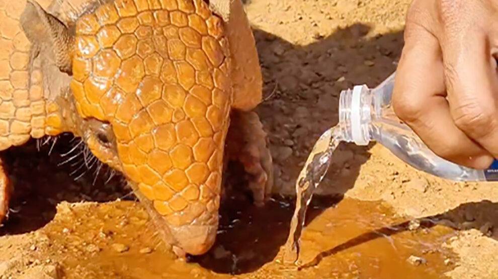 ASSISTA: viraliza vídeo de tatu recebendo água após “pedir ajuda” na beira da estrada em com “clima de deserto” em MT