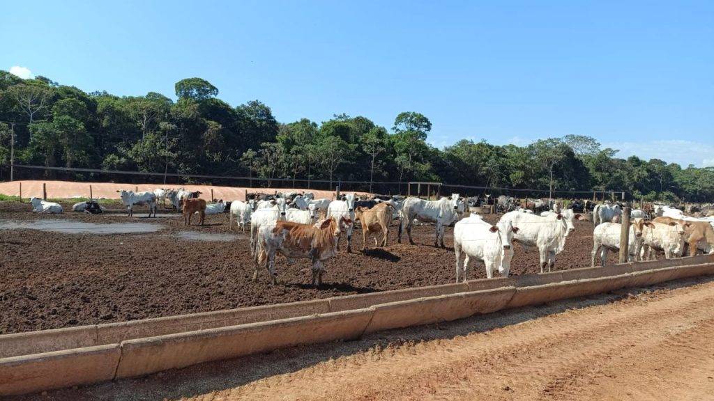 ASSISTA VÍDEO: pecuarista de Cabixi que começou com 300 bois confinados aumenta plantel em mais de 450%