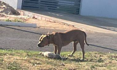 Motoqueiro derrubado e gato trucidado por cão mostram perigo de animais soltos nas ruas de Vilhena
