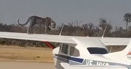 ASSISTA VÍDEO: onça pintada surpreende ao andar sobre asa de avião em cidade pantaneira de MT