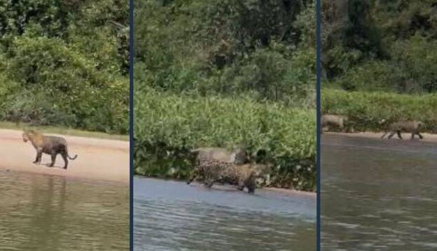 ASSISTA: bando de onças pintadas não se intimida com a presença de pescadores e vídeo feito em rio de MT viraliza