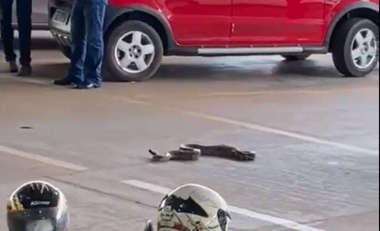 ASSISTA VÍDEO: jiboia “pega carona” em carro, chega a supermercado e assusta clientes, em Pimenta Bueno