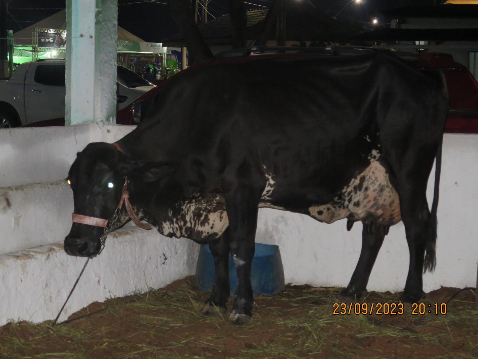 Exponorte: Vacas de Cerejeiras dominam o Concurso Leiteiro da feira