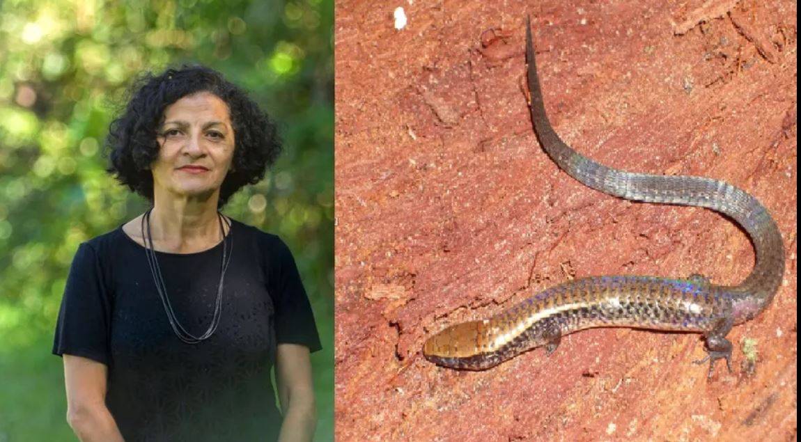 Saiba quem é indigenista de Rondônia que deu nome a lagarto descoberto na Amazônia