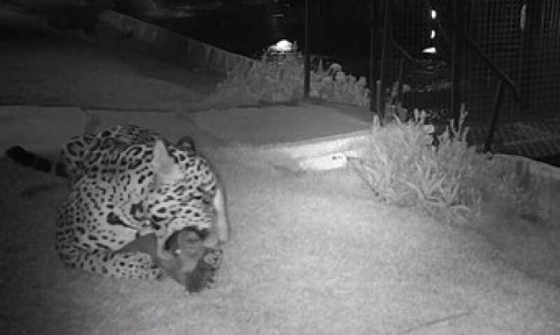 ASSISTA VÍDEO: onça pintada ataca família de capivaras em pousada de MT; médico veterinário registrou a cena