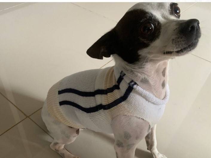 Bancário oferece recompensa de R$ 1 mil para quem ajudar a localizar cãozinho que está desaparecido há 30 dias, em Vilhena