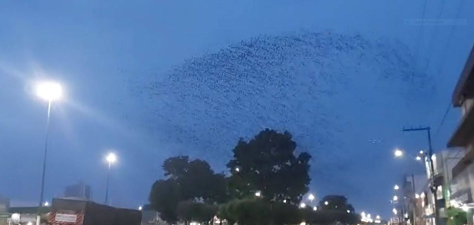 ASSISTA VÍDEO: milhares de andorinhas fazem espetáculo no céu de Vilhena; aves, no entanto, sofrem ataques na cidade