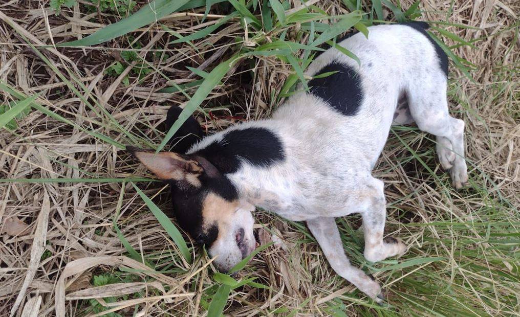Motorista atropela e mata cãozinho em rodovia de Vilhena e foge; dono de animal que segue desaparecido descarta que vítima seja o seu