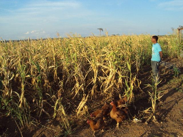 Projeto que levou agrovila ao fracasso é novamente oferecido a produtores