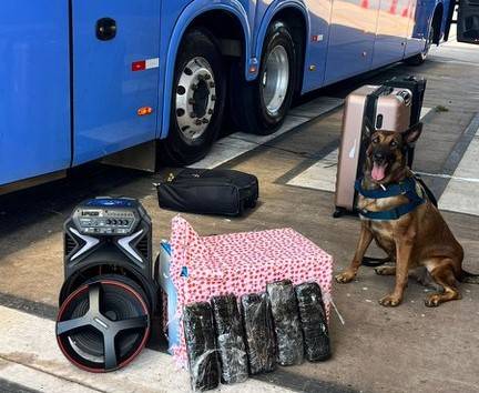 PRF de MT usa cão farejador para vistoriar ônibus e prende mulher que levava cocaína de Vilhena para cidade goiana