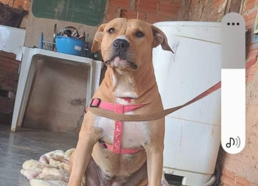 Casal vive situação dramática após cadela da raça pit bull fugir e dono do animal exigir indenização de R$ 8 mil, em Vilhena