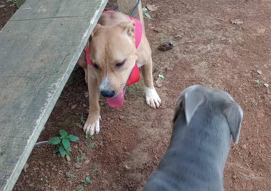 Após casal mobilizar redes sociais para evitar o pagamento de R$ 8 mil, cadela que havia fugido volta sozinha para casa