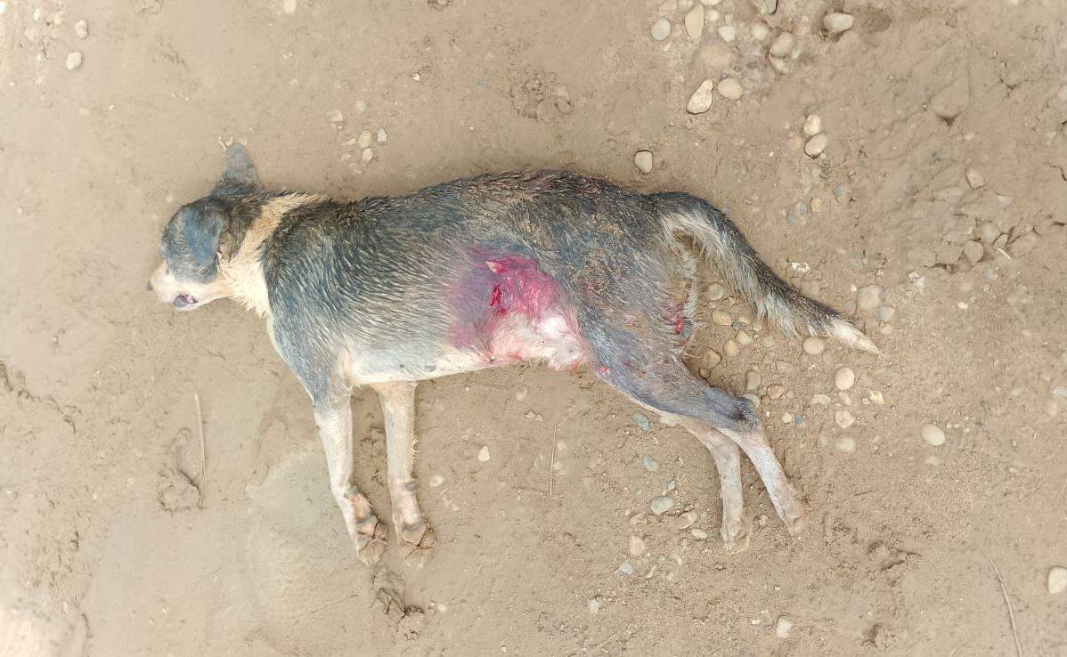URGENTE: Polícia Militar é mobilizada após pit bull solto nas ruas de Vilhena matar outro cão a dentadas e aterrorizar bairros