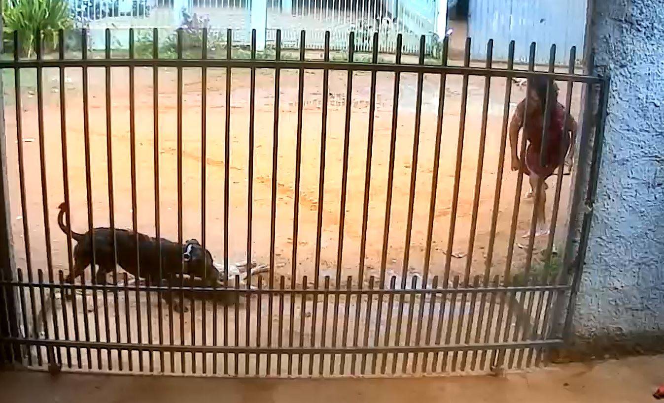 ASSISTA: vídeo mostra desespero de mulher tentando evitar que pit bull que havia trucidado um cachorro mate o segundo, em Vilhena