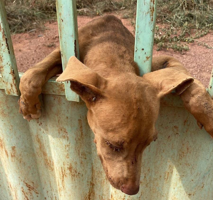 FOTOS REVELAM CRUELDADE: Polícia Civil identifica e deverá indiciar mulher acusada de maus tratos contra animais em Cerejeiras