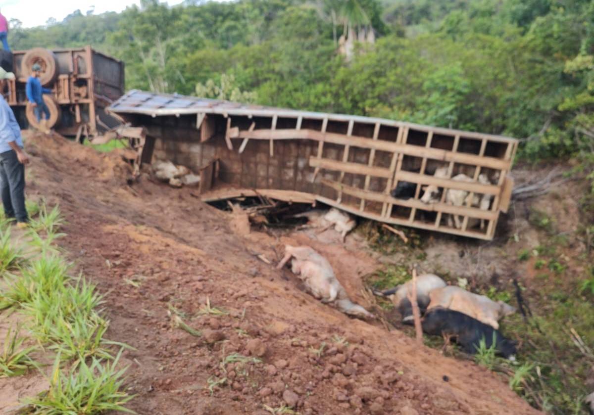 ASSISTA VÍDEOS: carreta boiadeira tomba em rodovia estadual do Cone Sul, deixando animais feridos e mortos