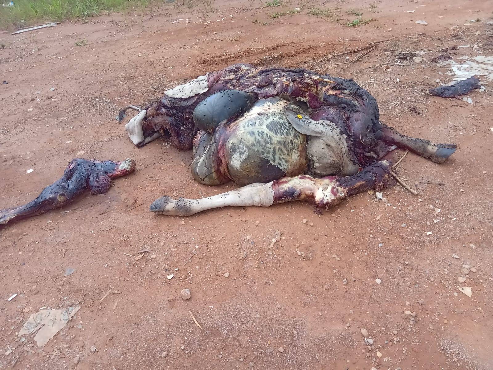 VÍDEO: carcaça de bovino é encontrada no setor rural de Vilhena e moradores suspeitam que animal tenha sido furtado