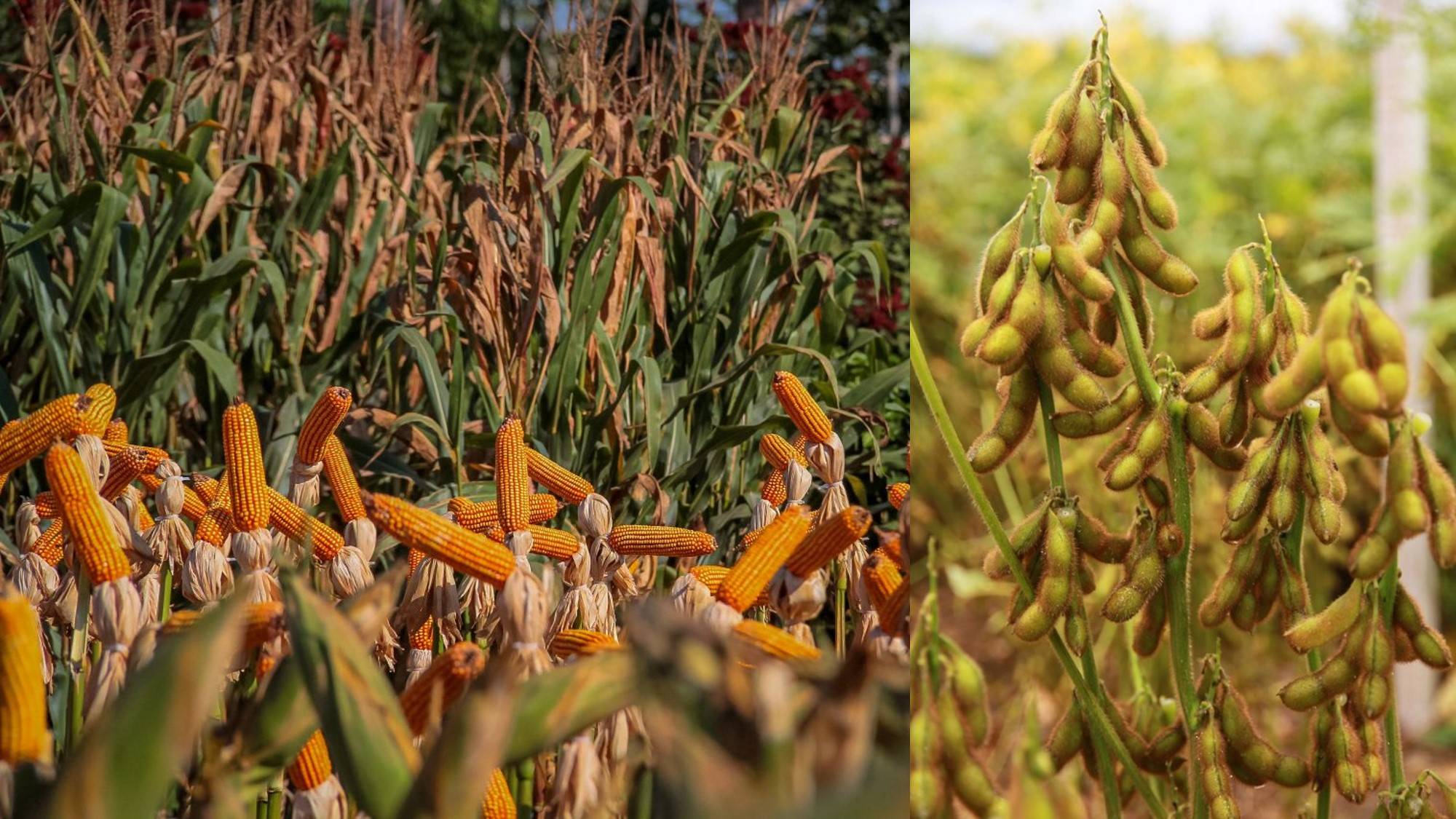 El niño: perspectiva da Idaron é redução de aproximadamente 60% da safra 23/24 em decorrência do fenômeno