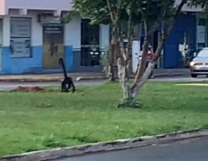 VÍDEO: mulher registra macaco-aranha caminhando pelo canteiro central de avenida em Vilhena