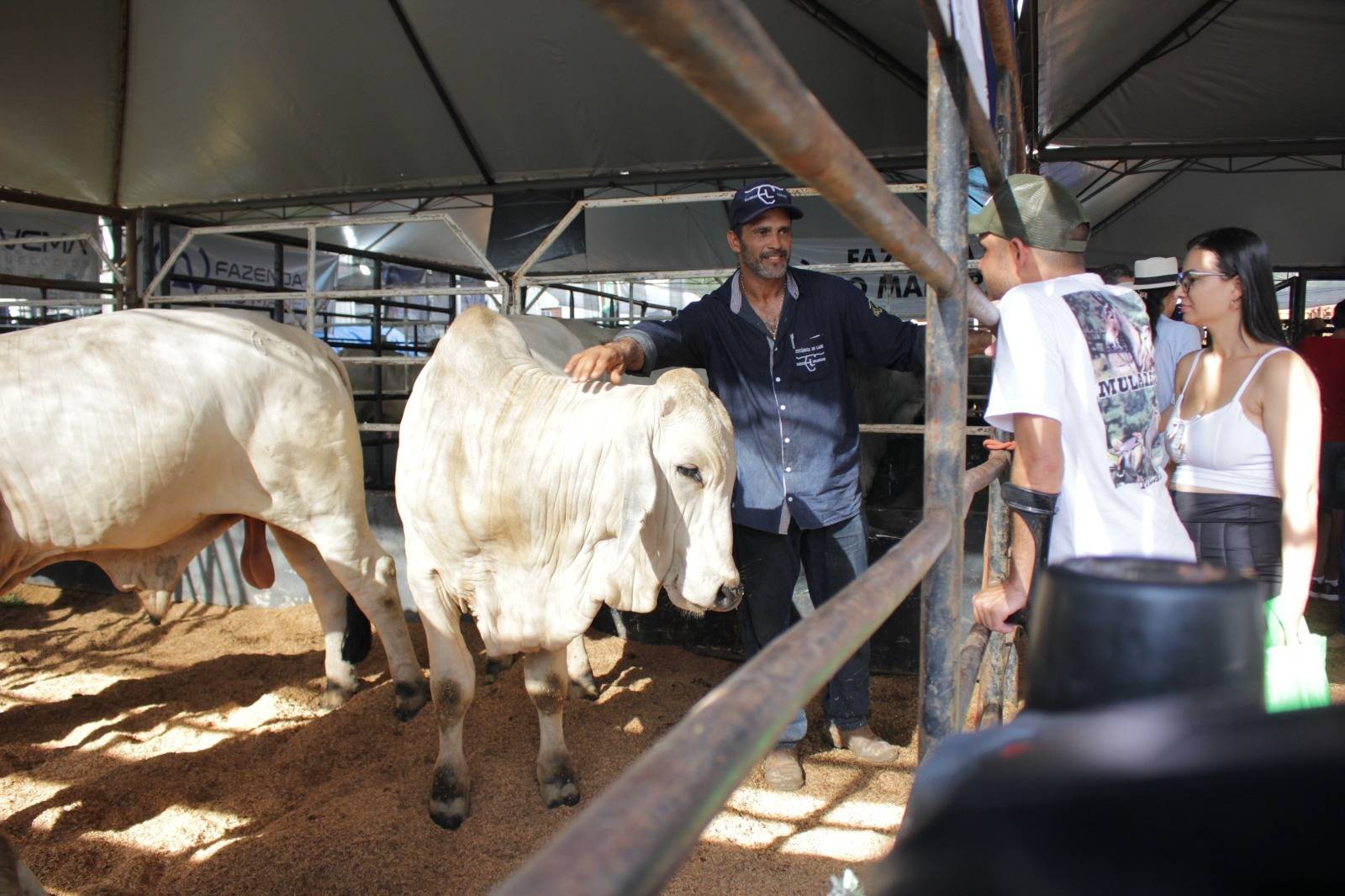 Rebanho bovino em Vilhena cresce mais de 40% em 5 anos e revela potencial do setor apesar de dificuldades enfrentadas