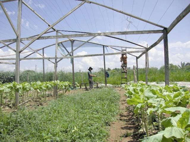 Área de R$ 33 milhões atiça especuladores e pode acabar com pólo agrícola