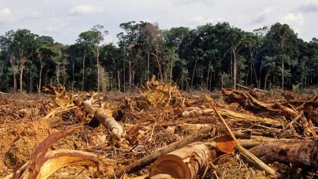 2023 fecha com menos desmatamento em Vilhena, Rondônia e na Amazônia em geral, veja dados comparados