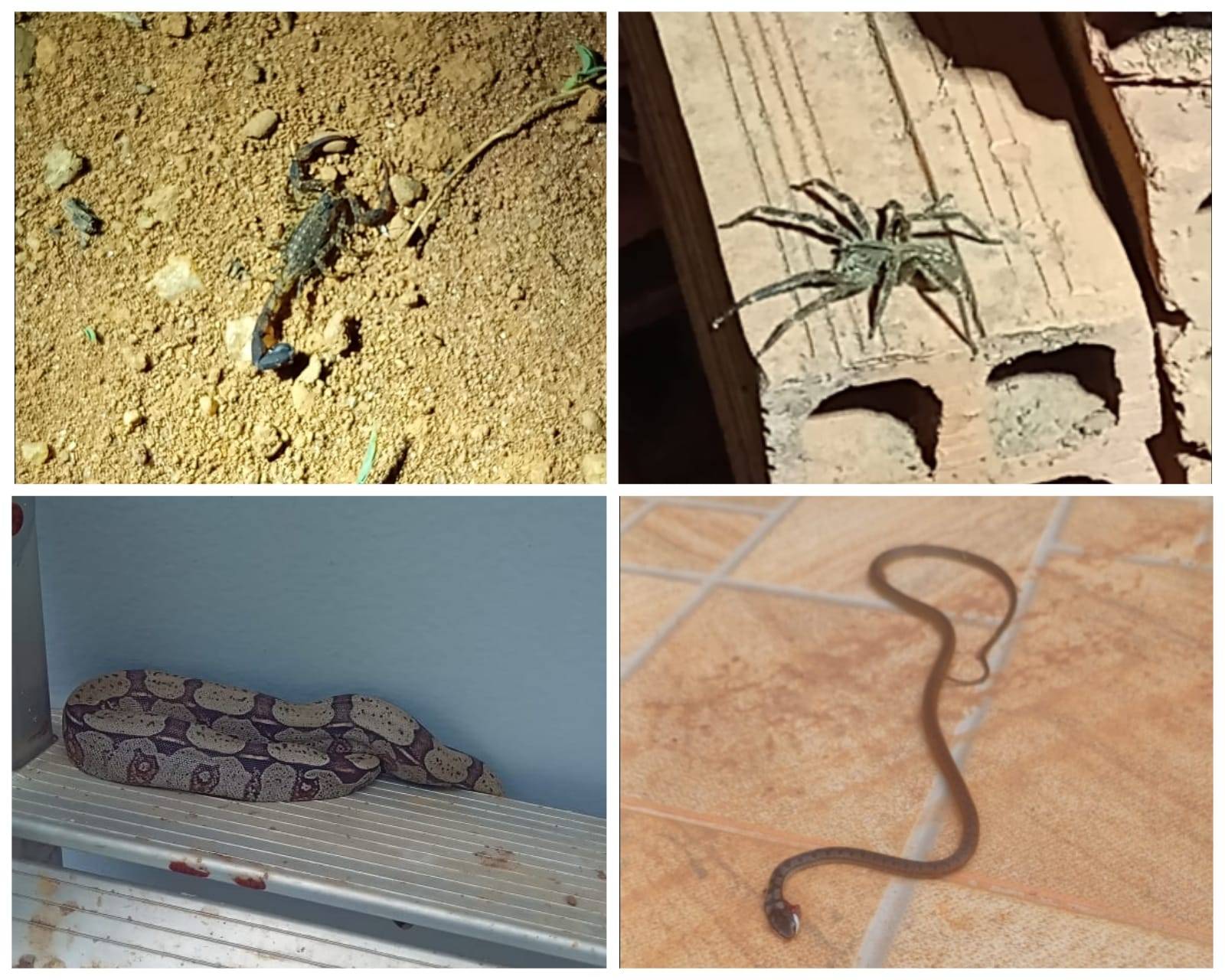 Moradores se revoltam ao terem casas invadidas por animais peçonhentos devido “abandono” de terrenos, em bairro de Vilhena