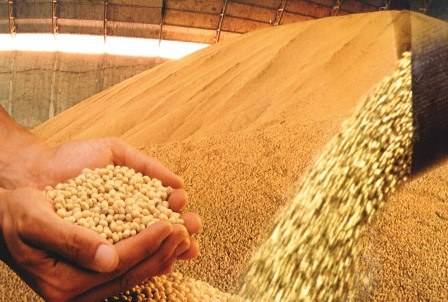 Produtores seguram safra e preço da soja reage no mercado interno