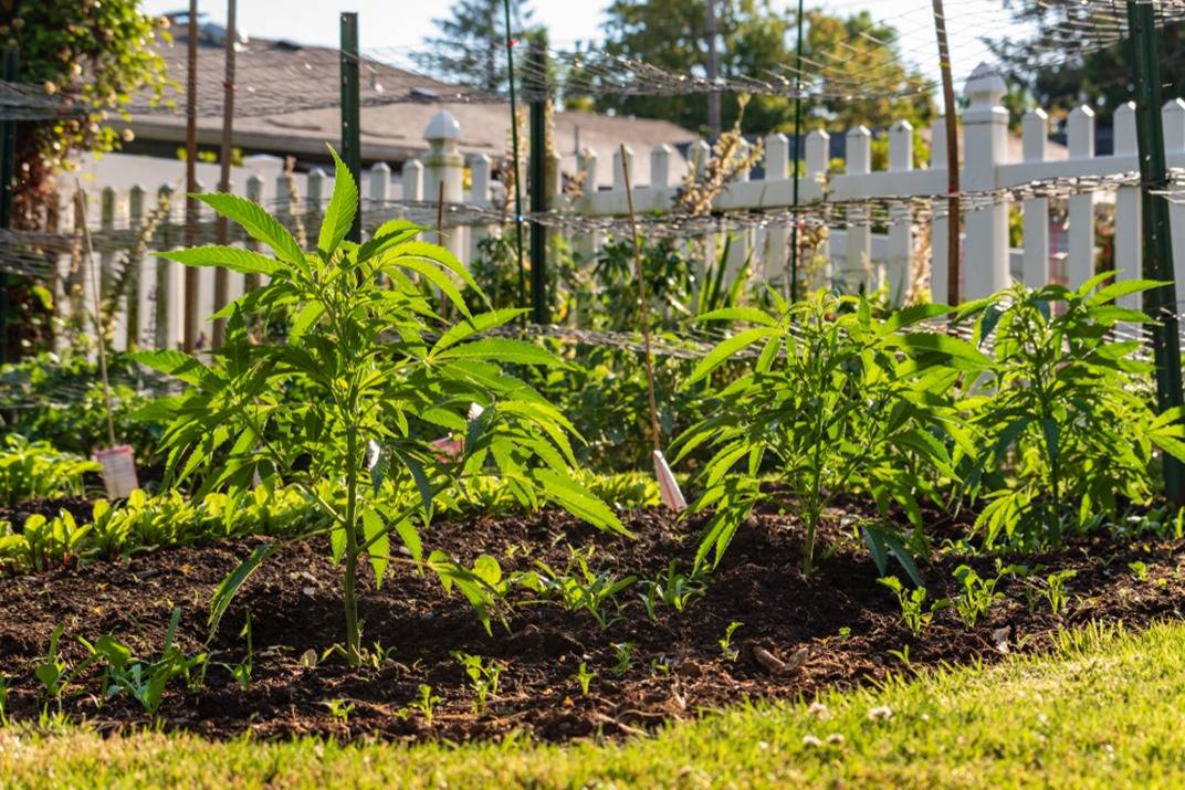 Rondônia: plantação de maconha em casa é autorizada pela Justiça para paciente com ansiedade e depressão