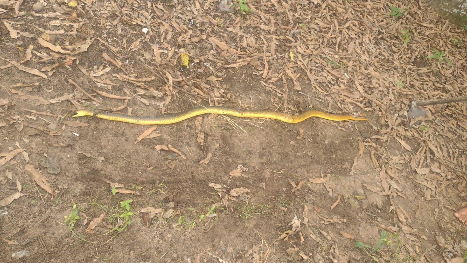 Vídeo: menor mata cobra com enxada em Nova Conquista para salvar idosa, biólogo orienta como proceder ao encontrar serpentes