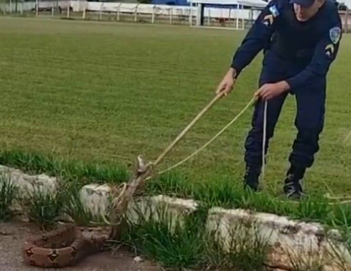 ASSISTA VÍDEO: policial militar captura jiboia que assustava transeuntes em espaço público na cidade de Colorado do Oeste
